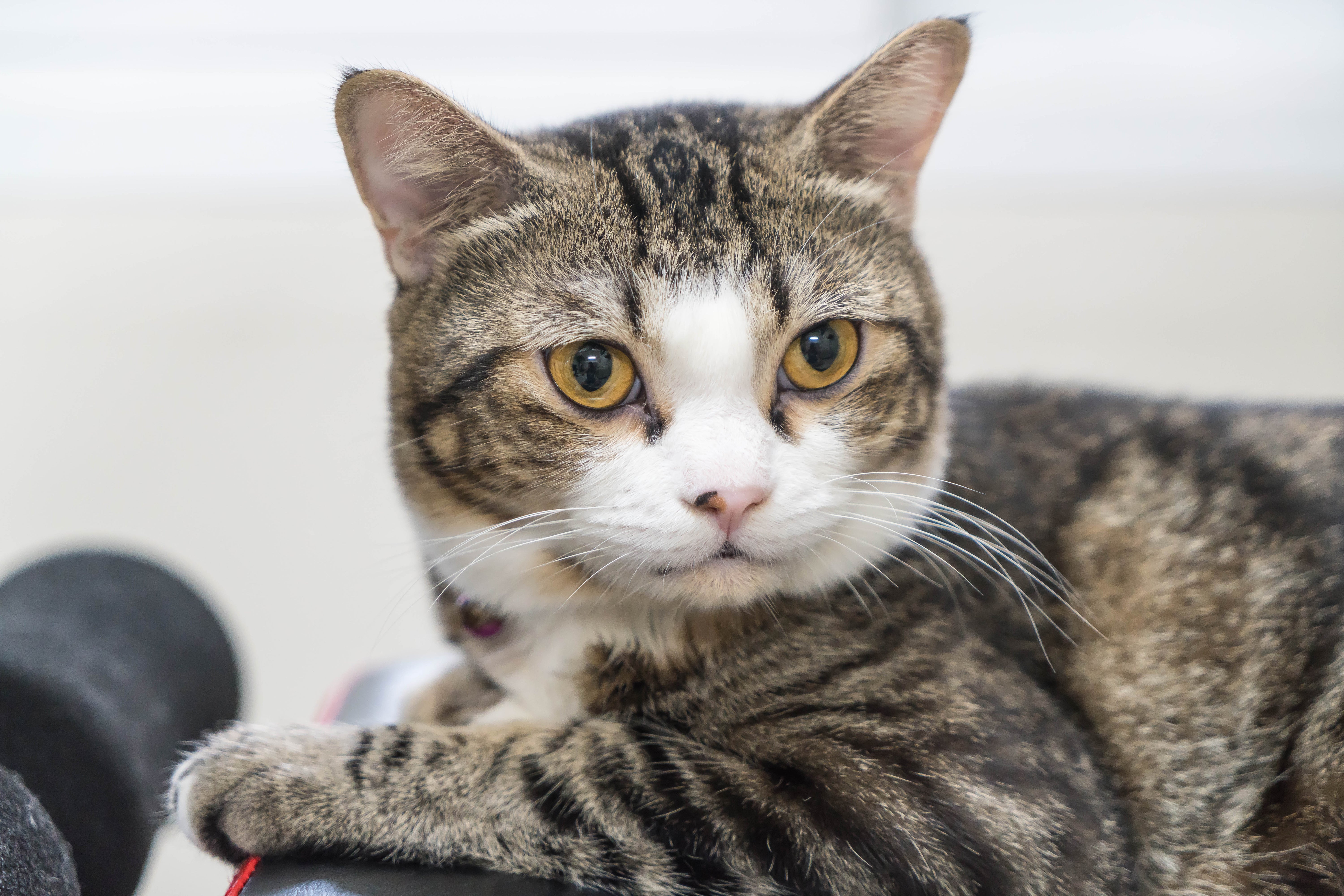 GATO